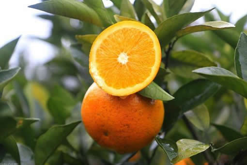 麻阳冰糖橙和赣南脐橙哪个更好吃？