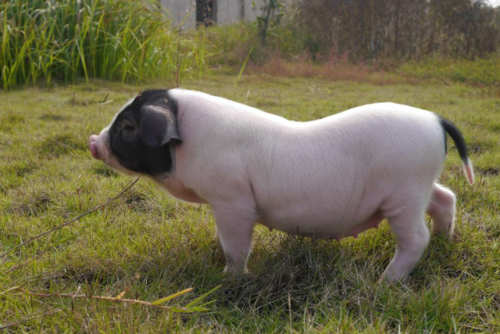 湘潭沙子岭猪抱团养殖，迎来了发展的春天！