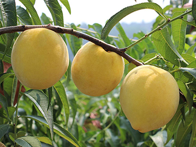 2021年炎陵黄桃多少钱一斤，卖的怎么样？
