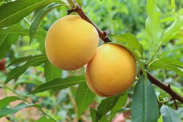 炎陵黄桃为啥那么贵，相比其他黄桃有什么特点？