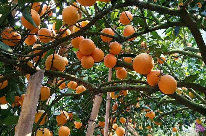 2021年赣南脐橙11月正式开园，价格实惠！