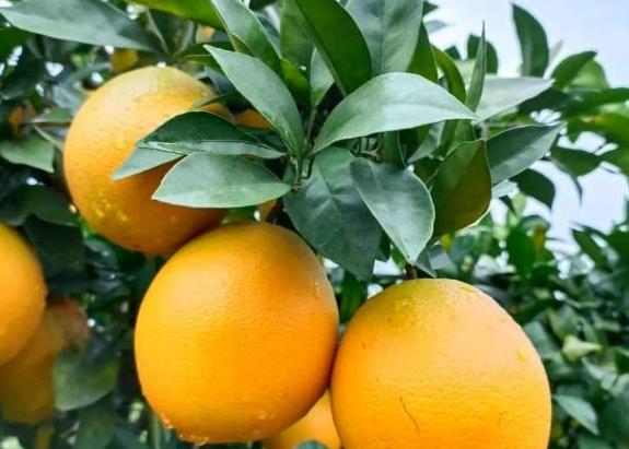 2021年赣南脐橙多少钱一斤，最新价格？