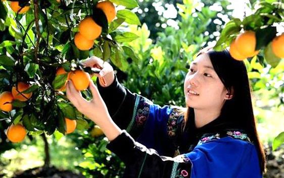 2021年麻阳冰糖橙开始上市，品牌授权进行中！