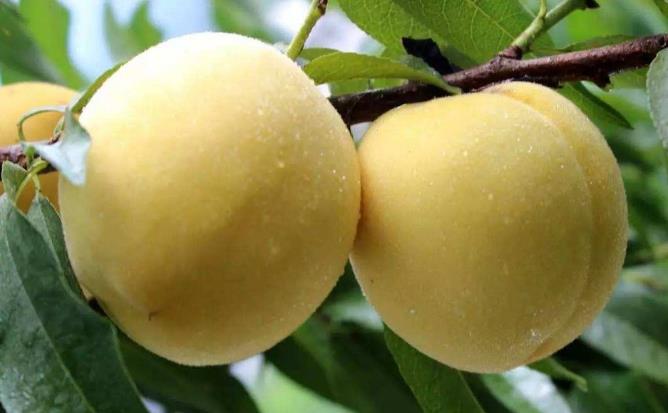 2022年炎陵黄桃多少钱一斤，价格多少？