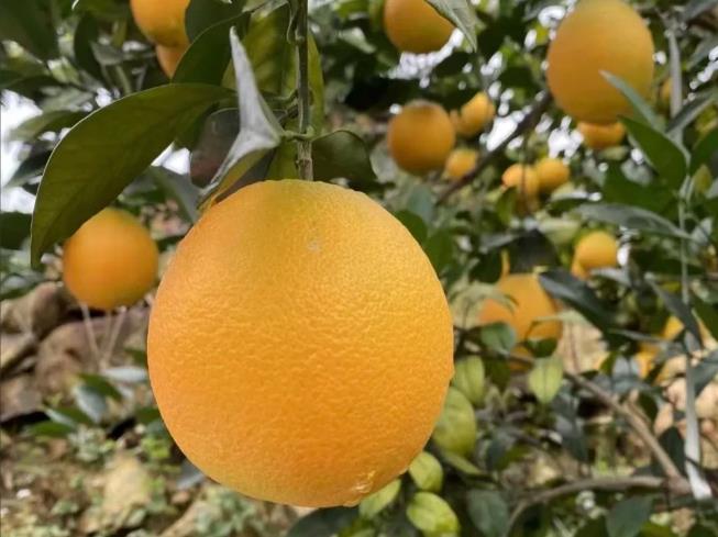 2022年赣南脐橙开启采摘季，11月1号正式上市！