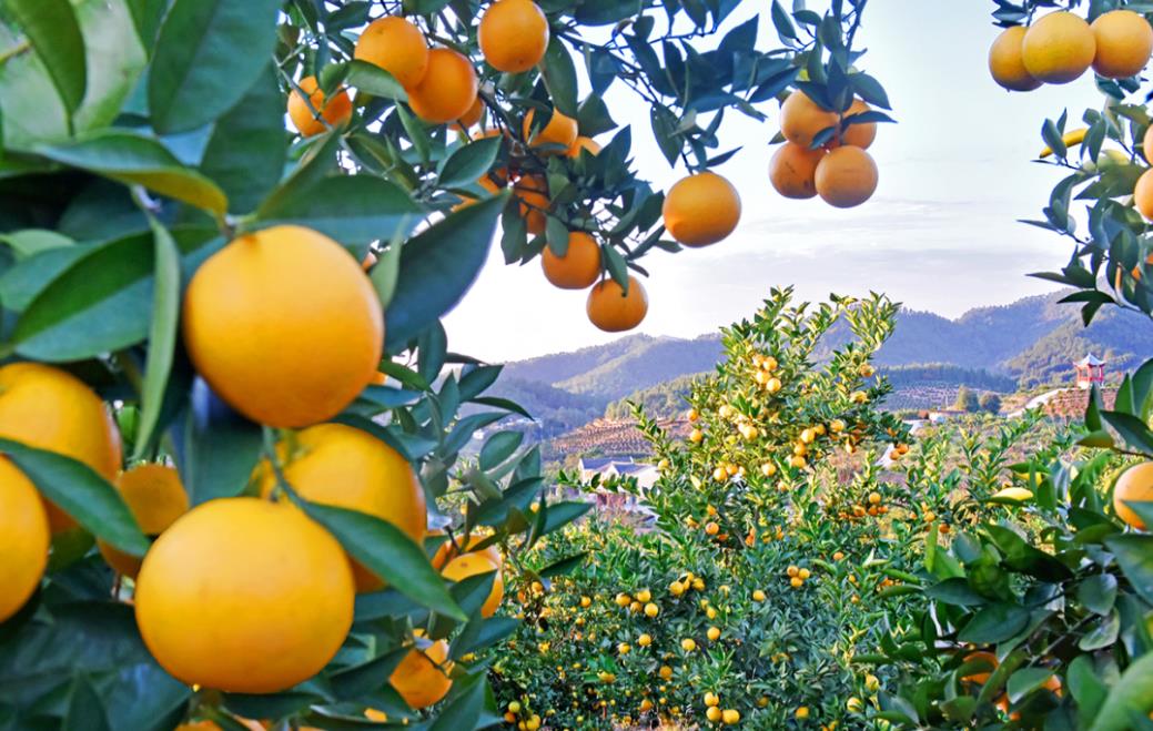 2022年赣南脐橙价格多少钱一斤，6.8元/斤！