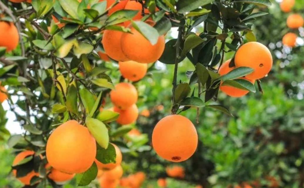 赣南脐橙哪个县最好吃，哪里的最正宗？