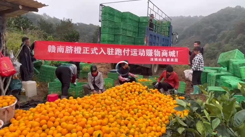 跑付科技“助农行动”持续中，“赣南脐橙”又一家果园成功入驻！